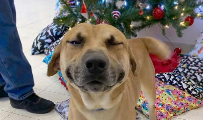 Eugene the dog smiling in front of a Christmas tree